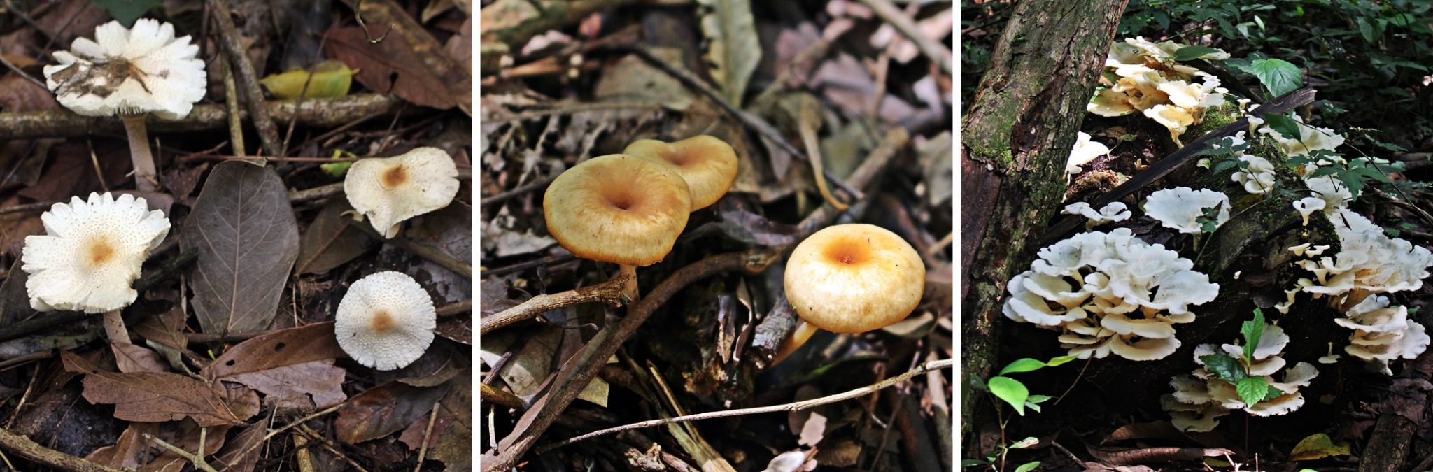 Cogumelos vistos na trilha do Refúgio Biológico, em Itaipu Binacional.