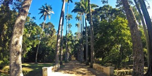 O Jardim Botânico do Rio de Janeiro