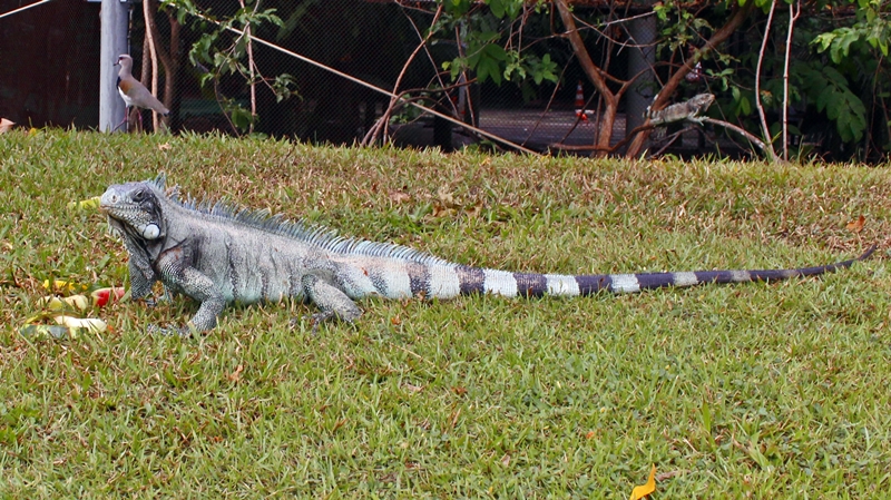 iguanas mangal das garças