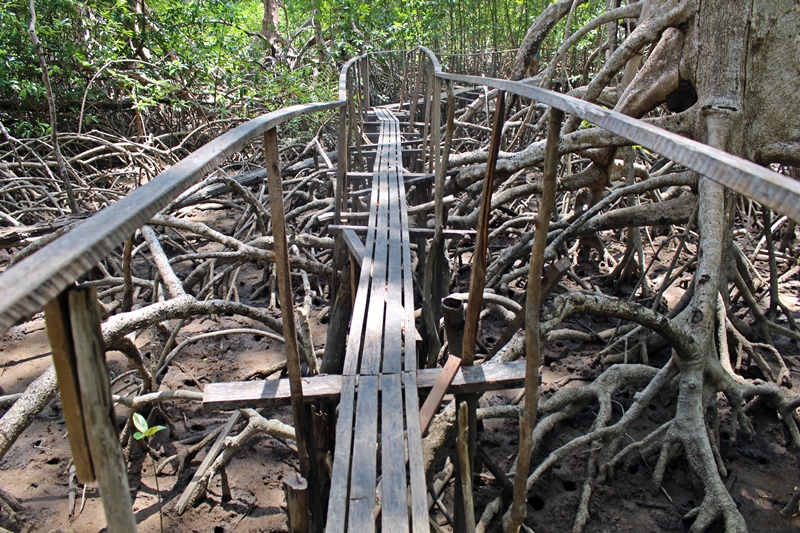 ponte manguezal
