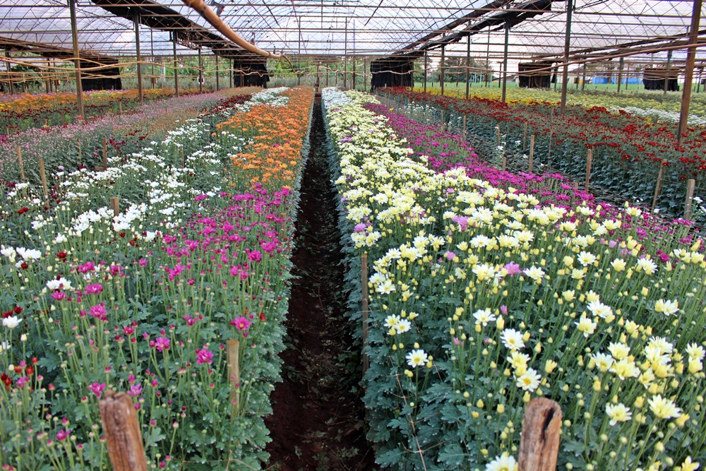 Em Holambra é possível fazer city tour que inclui a visita em plantações maravilhosas das mais coloridas flores.