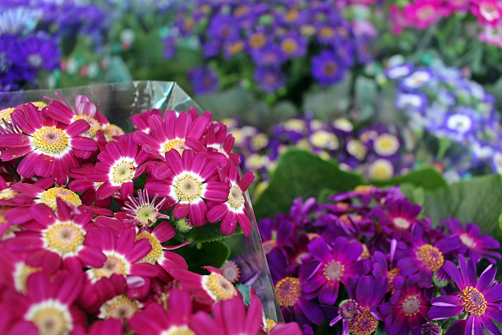 Shopping das flores, na Expoflora, em Holambra.