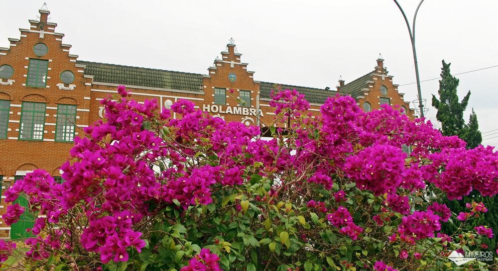 Holambra é uma pequena cidade da Região metropolitana de Campinas, famosa por ser o maior centro produtor de flores e plantas ornamentais da América Latina.