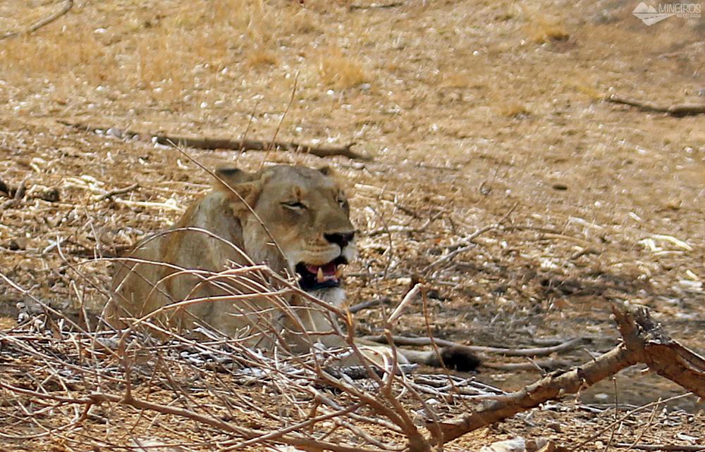 Leoa no Kruger Park