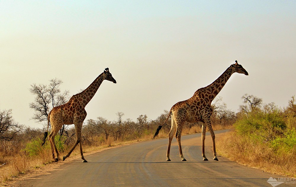 Safári no Kruger Park