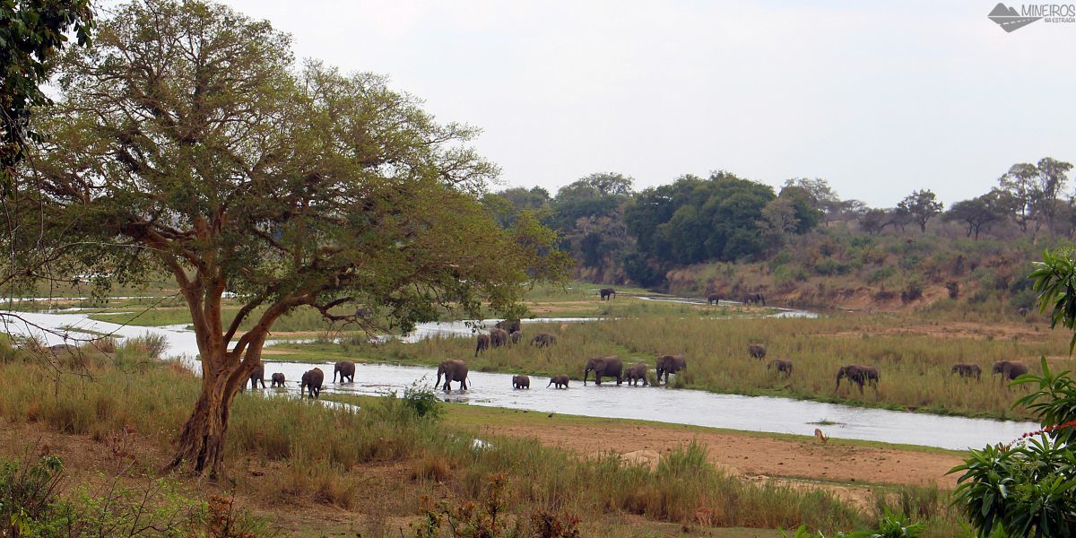 elefantes safari