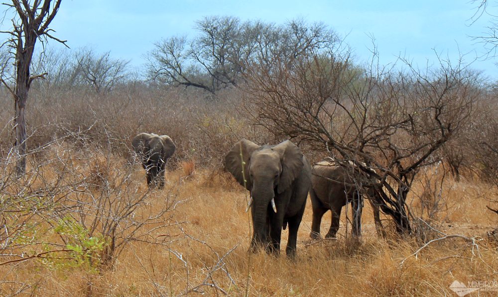 elefantes se alimentando safari kruger park