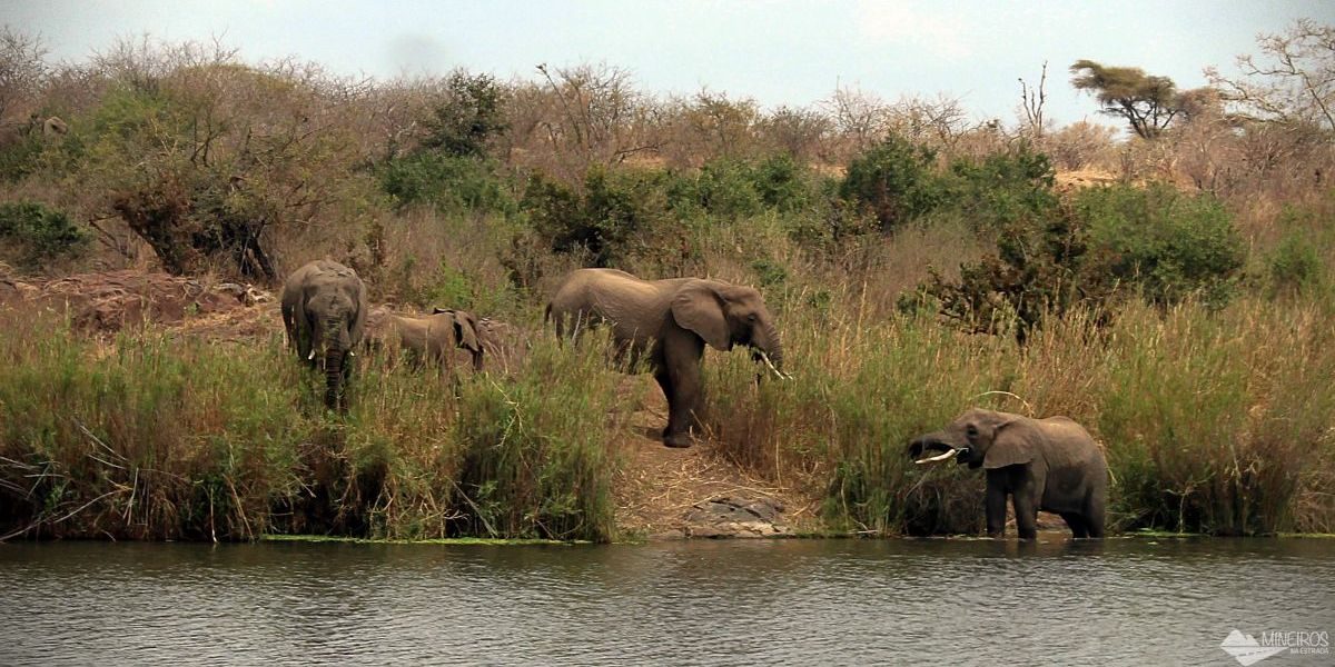 elefantes no kruger park
