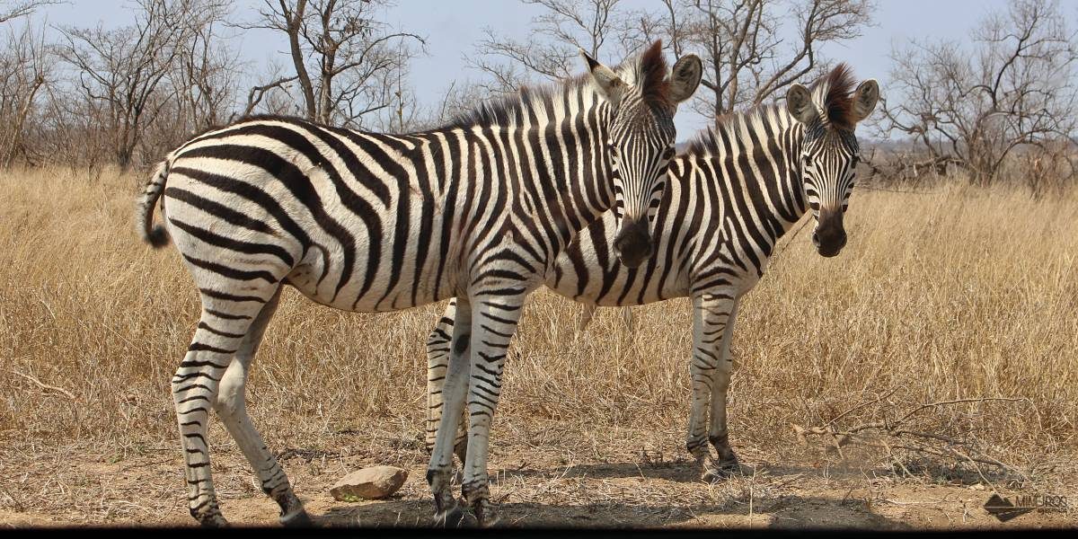 zebras no kruger national park