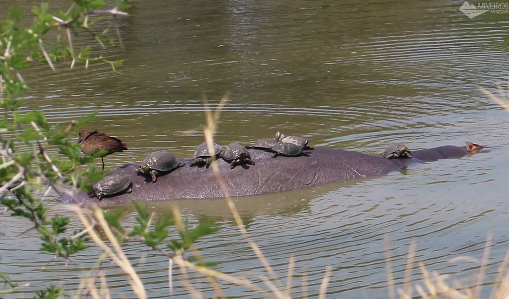 hipopotamo e tartarugas no kruger park