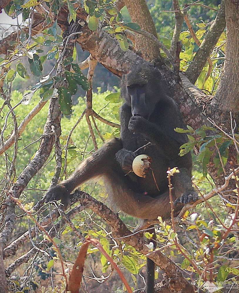 babuíno visto durante self safari