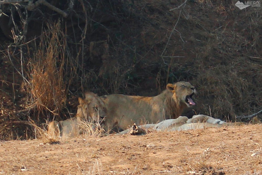 leoes vistos no nosso safari por conta propria no kruger