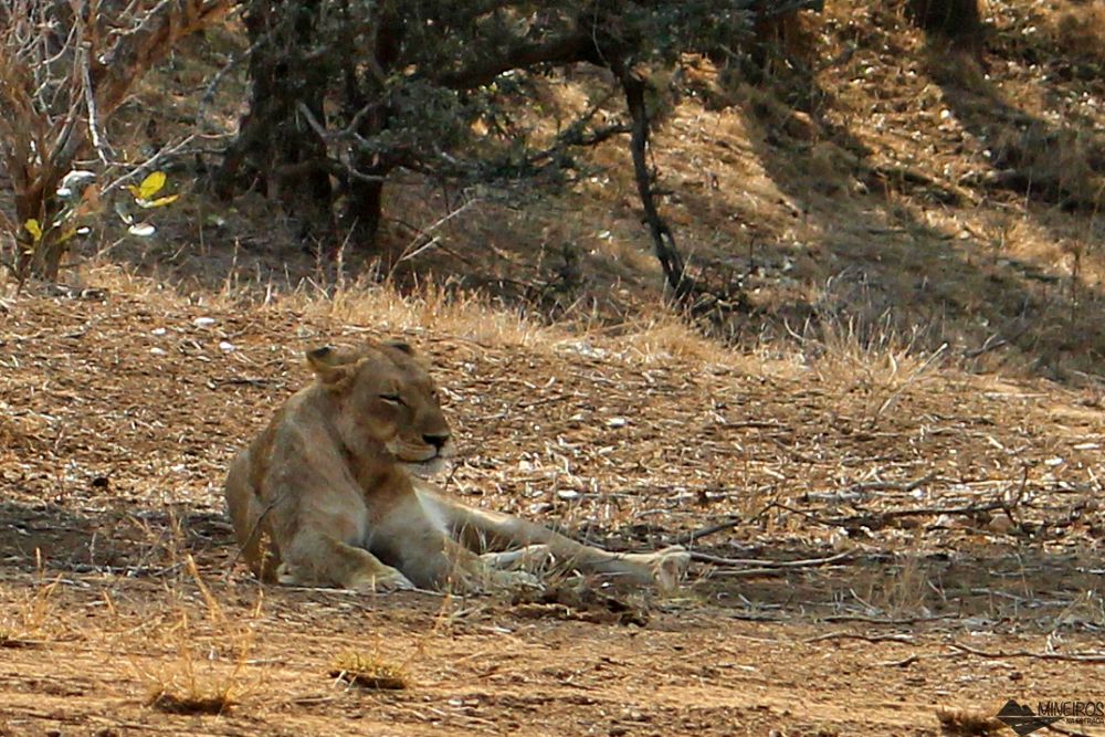 leoa vista no nosso safari por conta propria no kruger