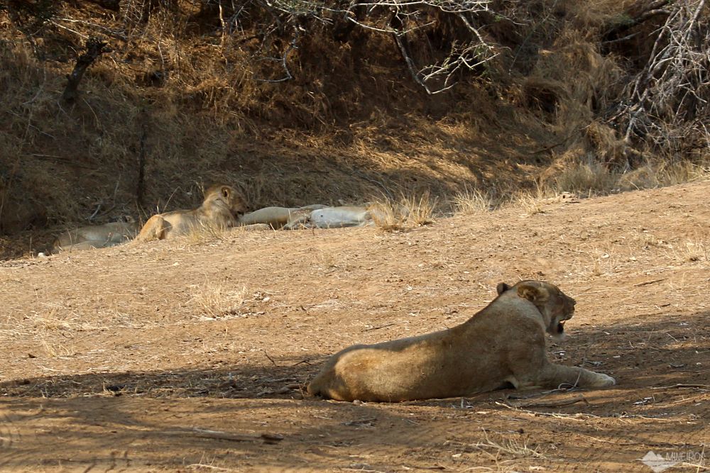 leoes vistos no nosso safari por conta propria no kruger