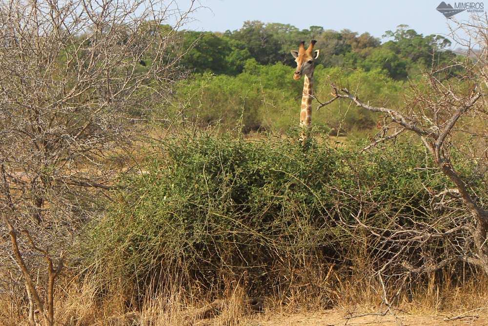 girafa self safari kruger