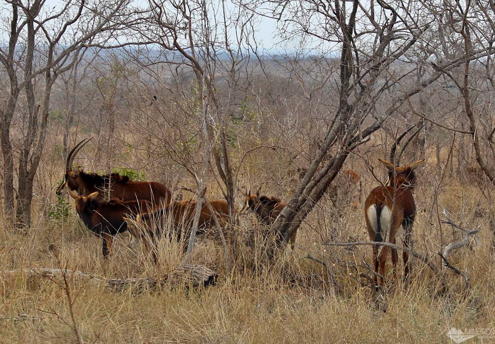 antilope sable no Kruger Park