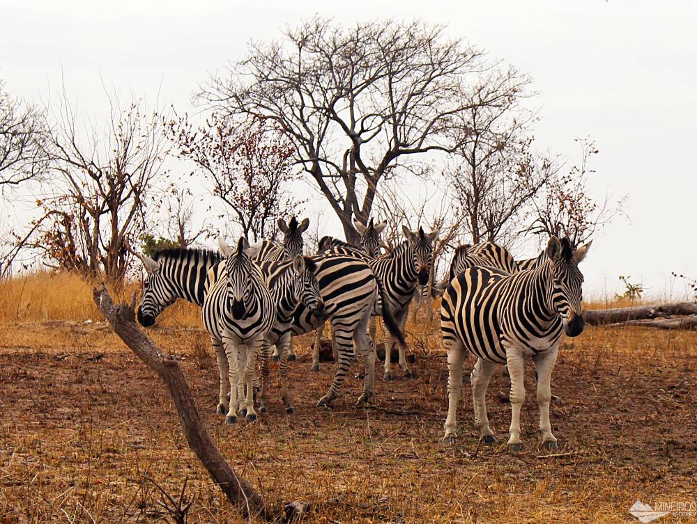 zebras no safari no kruger park