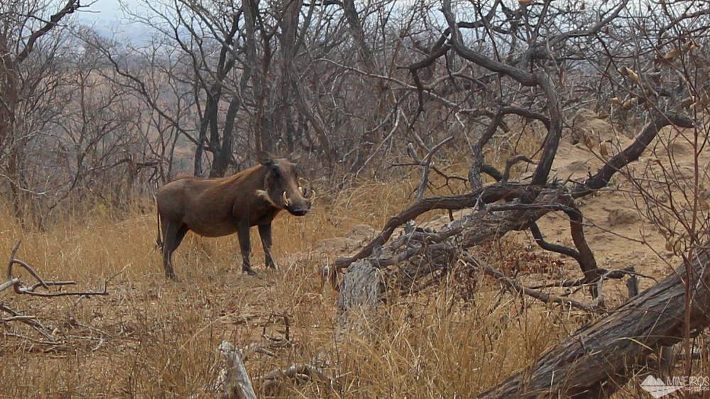 javali visto durante nosso safari por conta propria no Kruger