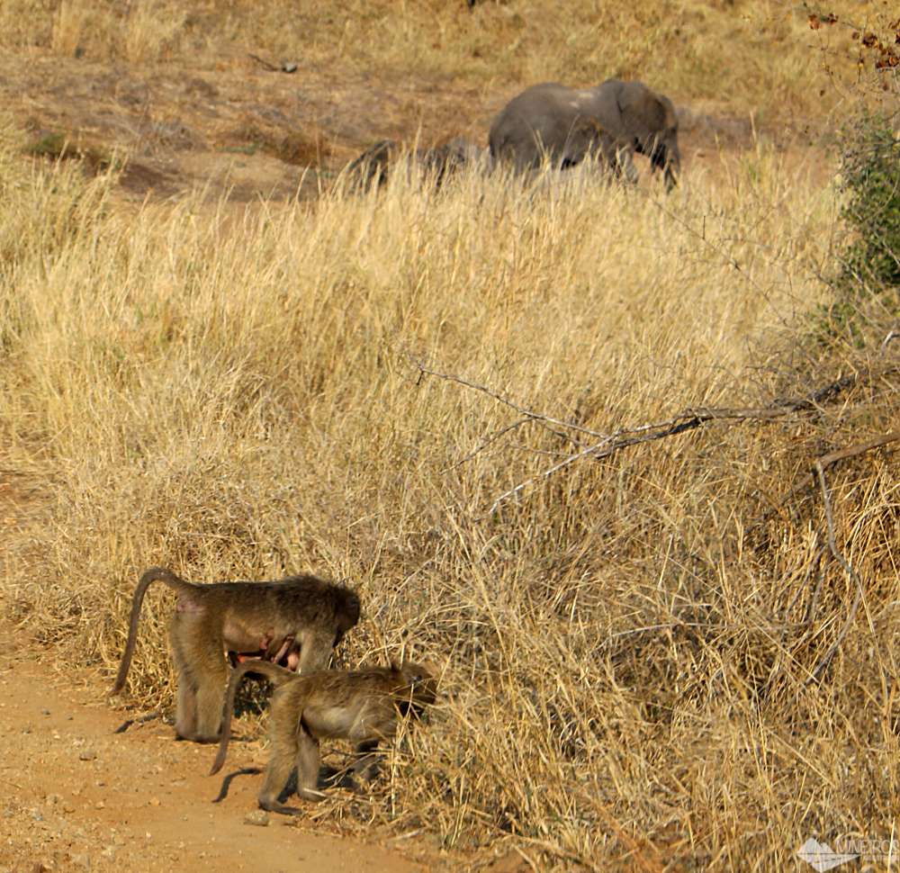babuinos self safari kruger park