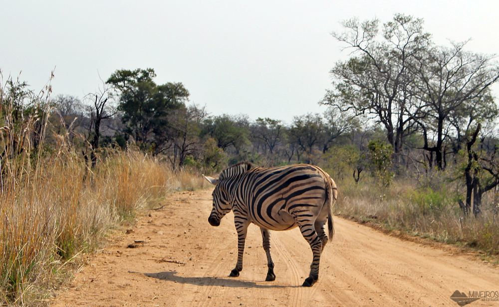 zebra grávida safari no kruger