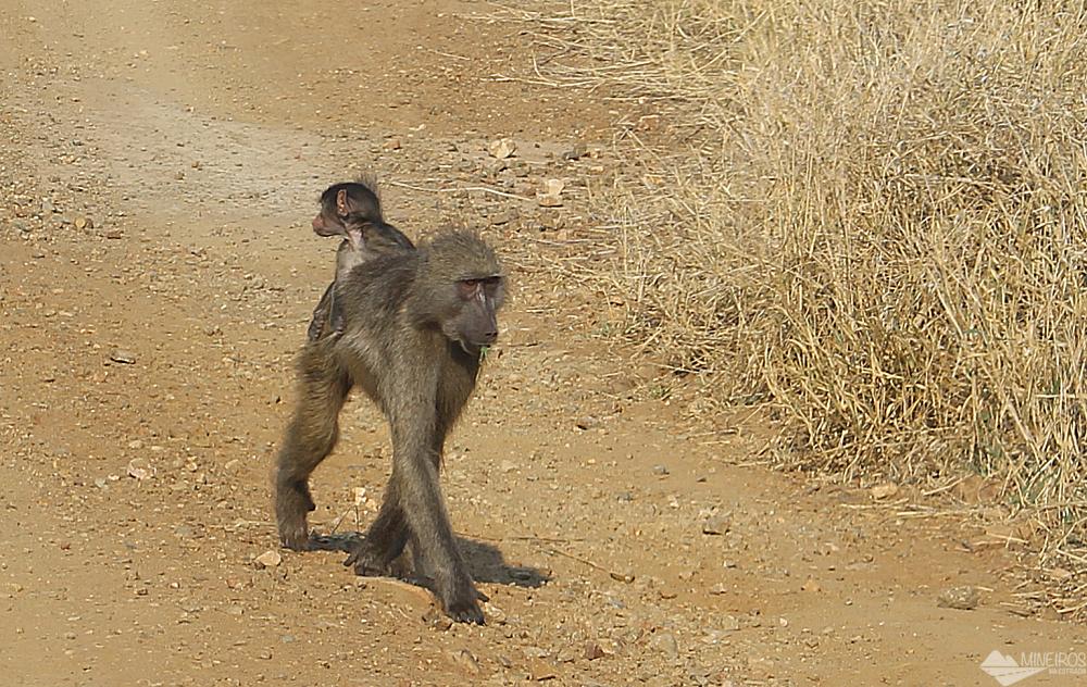 babuinos self safari kruger park