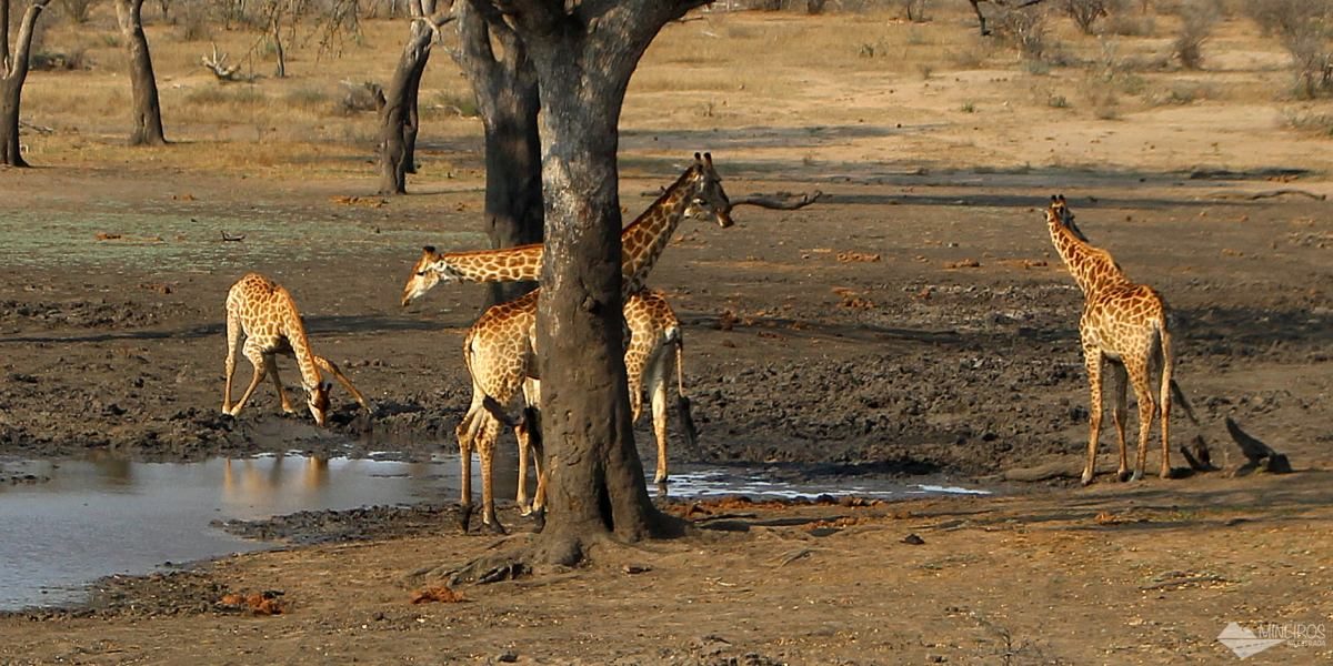 self safari no kruger park girafas bebendo agua