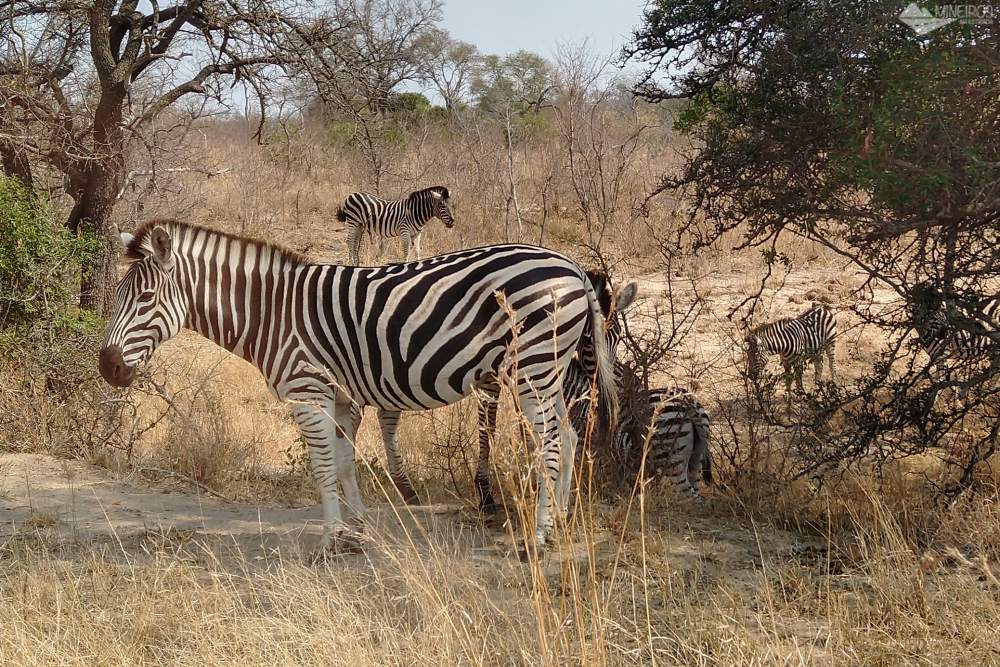 zebra self safari kruger park