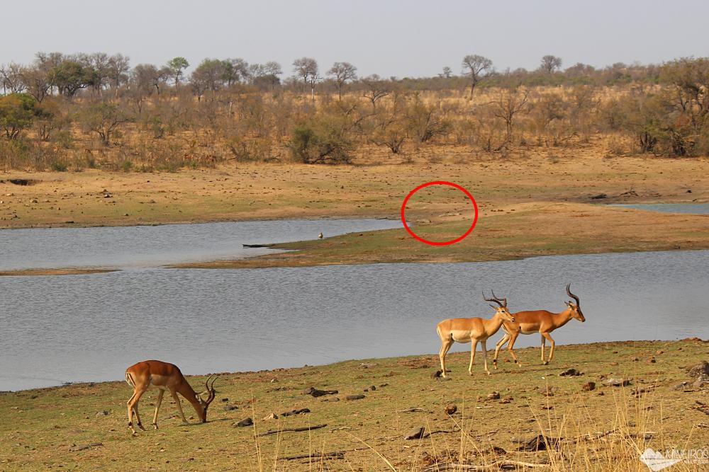 safari no kruger park impalas no lago