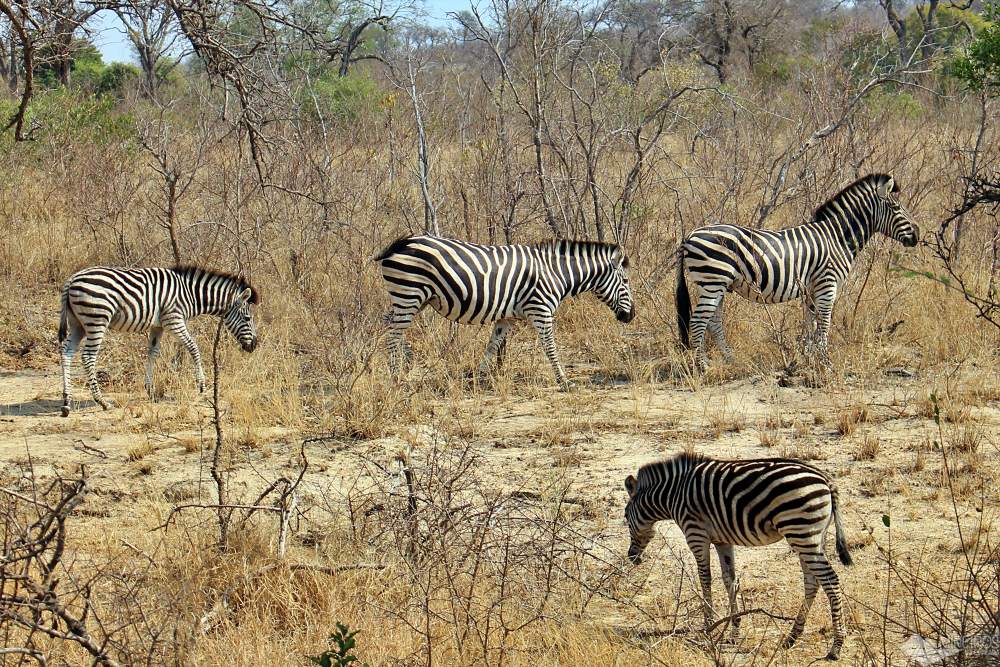 zebras zelf safári no kruger park
