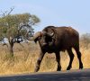 Como foram nossos 4 dias de safári por conta própria no Kruger National Park – Dia 3