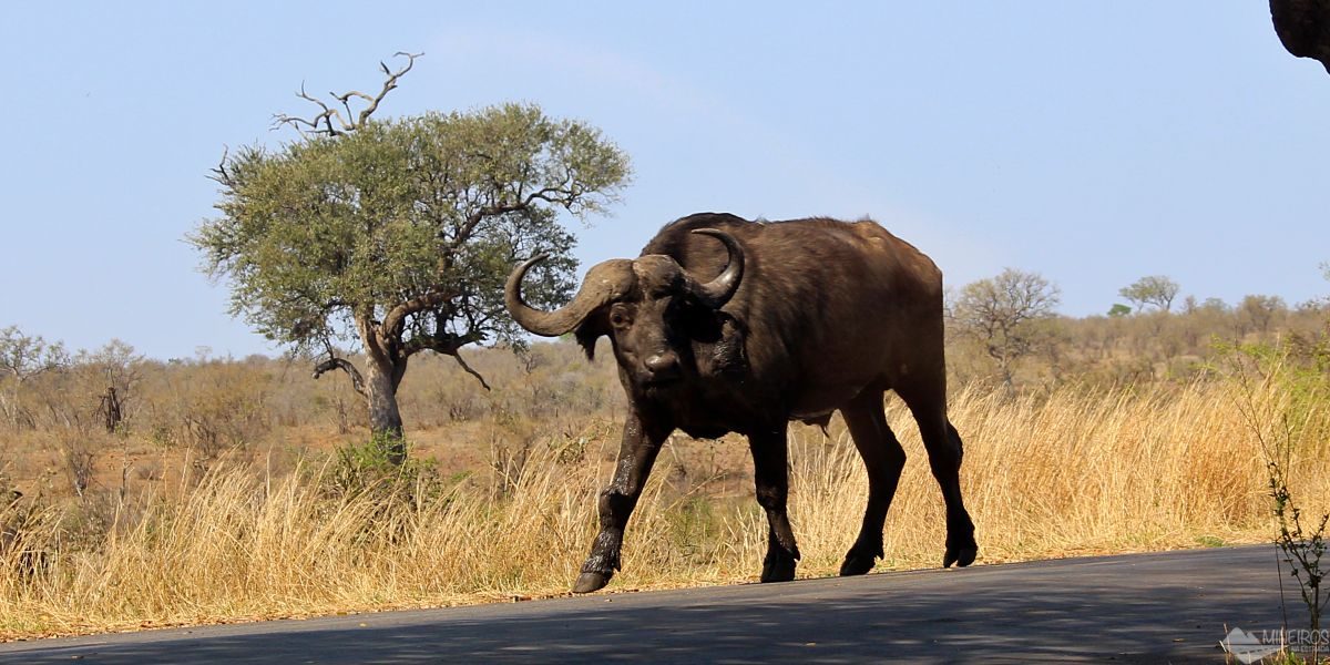 búfalo visto durante self safari na africa do sul