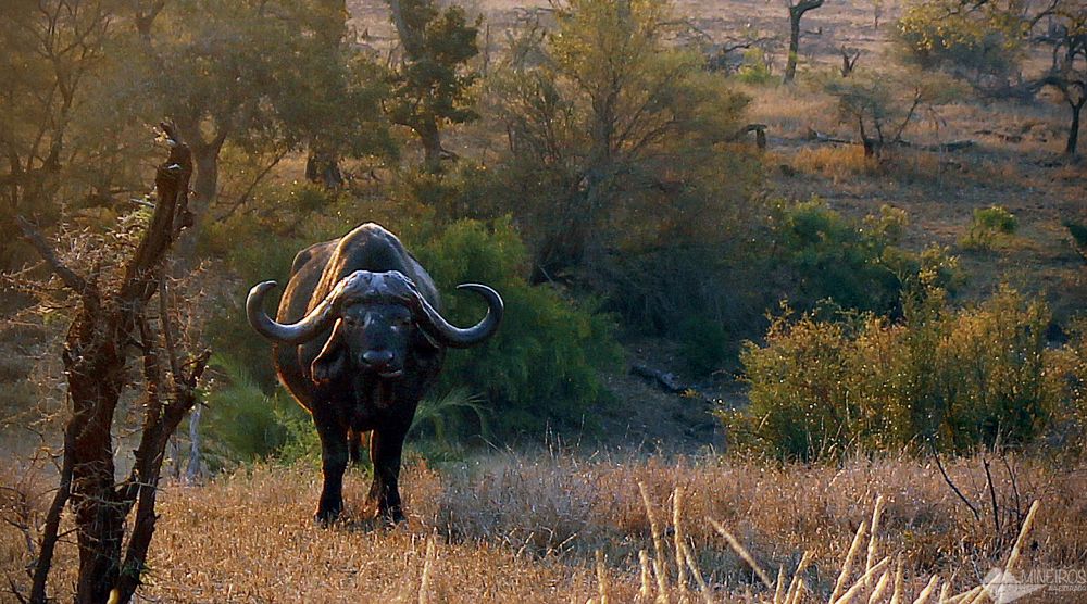 bufalo self safari na africa do sul