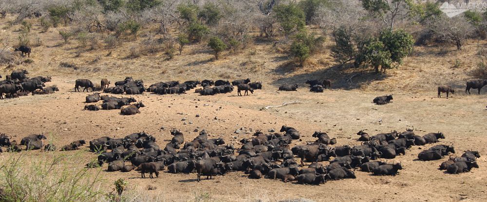 bufalos self safari na africa do sul