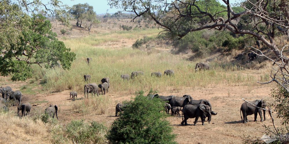 elefantes self safari na africa do sul
