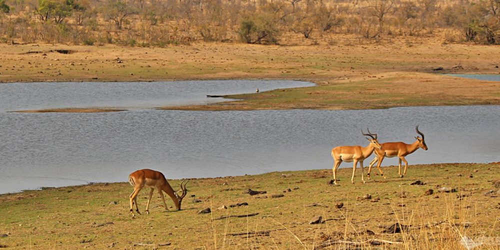 Como foram nossos 4 dias de safári por conta própria no Kruger National Park – Dia 3