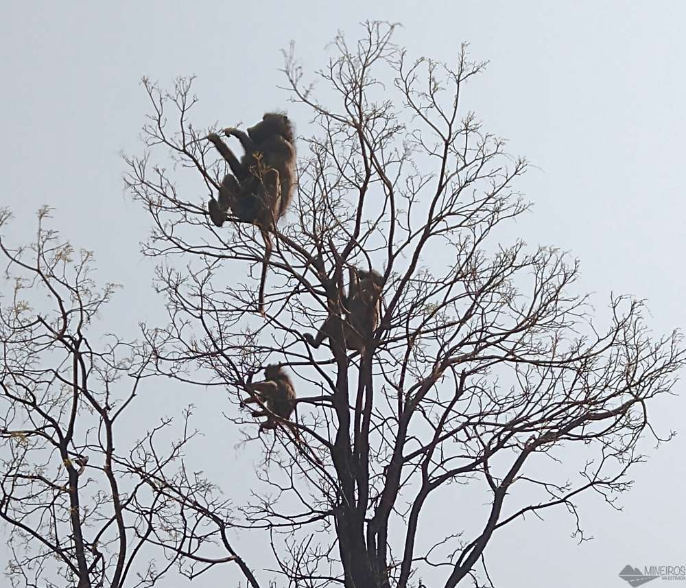 babuinos se alimentando nas arvores safari kruger park