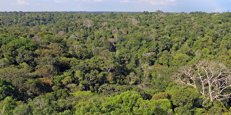 Museu da Amazônia: caminhando pela Floresta em Manaus