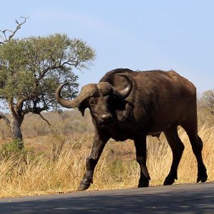 Como foram nossos 4 dias de safári por conta própria no Kruger National Park – Dia 4